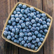 Blueberry Flavour 4568 NA-WS